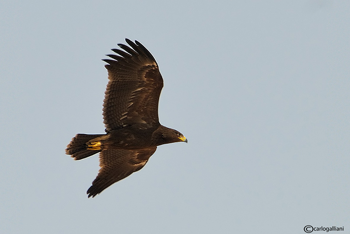 Aquila anatraia minore